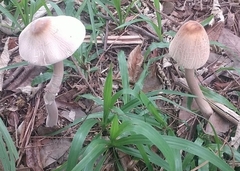 Macrolepiota capelariae