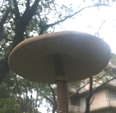 Macrolepiota capelariae