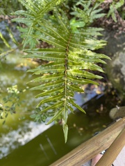 Acrostichum danaeifolium