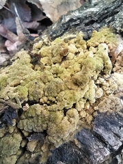 Trichoderma pulvinatum