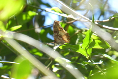 Eurytela dryope angulata