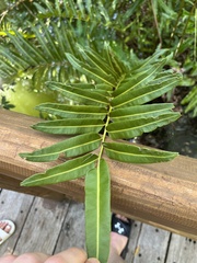 Acrostichum danaeifolium