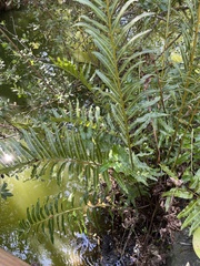 Acrostichum danaeifolium