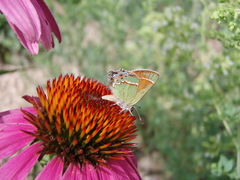 Callophrys gryneus