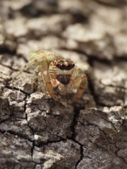 Macaroeris nidicolens