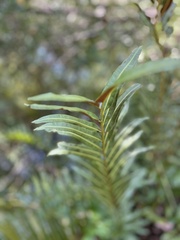 Acrostichum danaeifolium