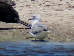Chroicocephalus cirrocephalus poiocephalus