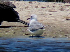 Chroicocephalus cirrocephalus poiocephalus