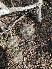 Mammillaria prolifera