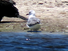 Chroicocephalus cirrocephalus poiocephalus