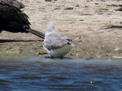 Chroicocephalus cirrocephalus poiocephalus