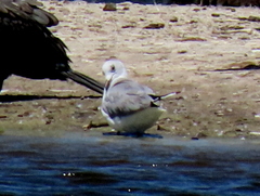 Chroicocephalus cirrocephalus poiocephalus