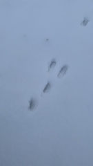 Oryctolagus cuniculus