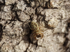 Macaroeris nidicolens