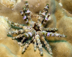 Plococidaris verticillata