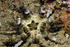 Plococidaris verticillata