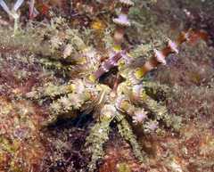 Plococidaris verticillata