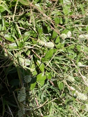 Gomphrenoideae