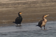 Phalacrocorax carbo