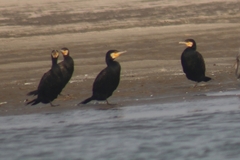 Phalacrocorax carbo