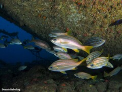 Parapristipoma octolineatum