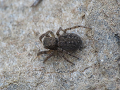 Euophrys