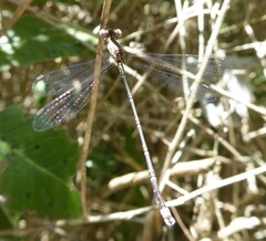 Lestes tridens