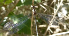Lestes tridens