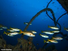 Parapristipoma octolineatum