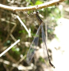 Lestes tridens