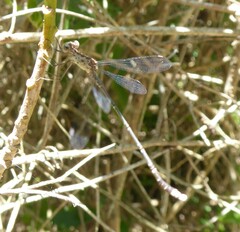 Lestes tridens