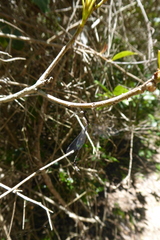 Lestes tridens