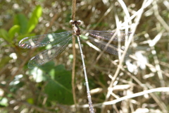 Lestes tridens