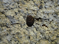 Lissachatina fulica