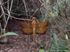 Camacinia gigantea