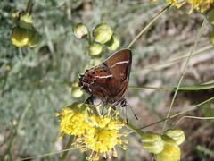 Callophrys spinetorum