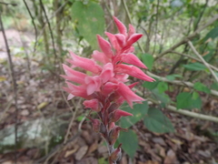 Sacoila lanceolata