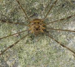 Amilenus aurantiacus