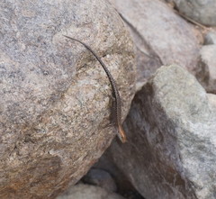 Lampropholis mirabilis