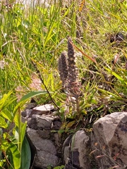 Thompsonella minutiflora
