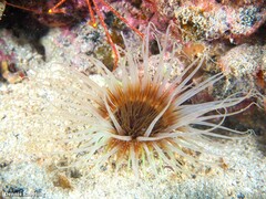 Cerianthus membranaceus