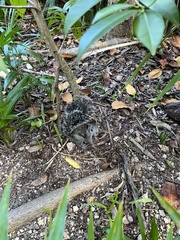 Sciurus yucatanensis