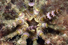 Plococidaris verticillata