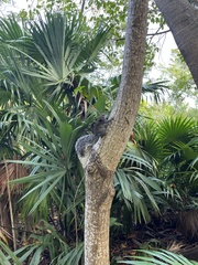 Sciurus yucatanensis