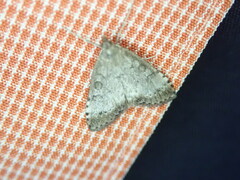 Udea inquinatalis