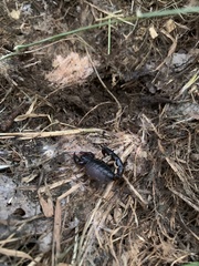 Bothriurus chilensis