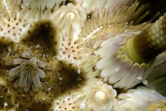 Plococidaris verticillata