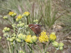 Callophrys spinetorum