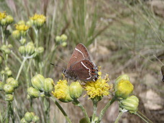 Callophrys spinetorum