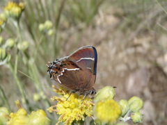 Callophrys spinetorum